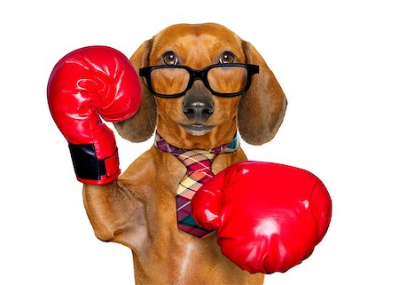 french bulldog office - dachshund or sausage  dog boxing  with big red gloves businessman , manager, or secretary isolated on white background. Stock Photo - Budget Royalty-Free & Subscription, Code: 400-08966512