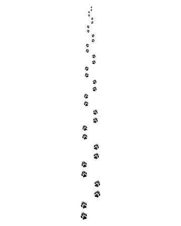 footprints on a path vector - Black trail of dog on a white background, forward Stock Photo - Budget Royalty-Free & Subscription, Code: 400-08966860