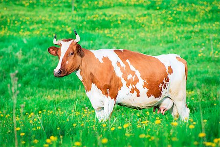 simsearch:400-08495148,k - Red cow grazing on pasture with green grass Stock Photo - Budget Royalty-Free & Subscription, Code: 400-08967011
