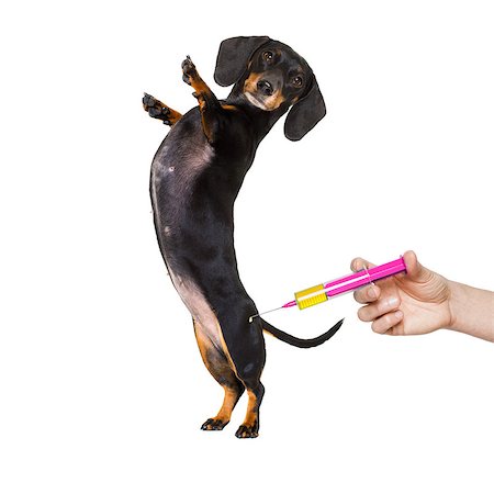 simsearch:400-08152880,k - sick and ill dachshund sausage dog  isolated on white background with ice pack or bag on the head, with thermometer and syringe vaccine Photographie de stock - Aubaine LD & Abonnement, Code: 400-08967406
