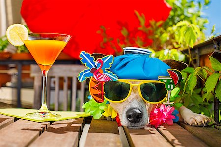 drunk sick ill jack russell dog with sunglasses in summer or spring  vacation holidays   with a cocktail drink and ice bag or pack on head Stock Photo - Budget Royalty-Free & Subscription, Code: 400-08967402