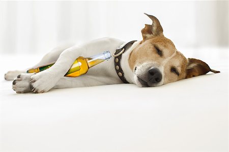 drunk jack russell  dog having a hangover sleep with eyes closed holding a beer bottle Stock Photo - Budget Royalty-Free & Subscription, Code: 400-08967403