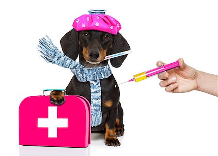 sick and ill dachshund sausage dog  isolated on white background with ice pack or bag on the head, with thermometer and syringe vaccine Fotografie stock - Microstock e Abbonamento, Codice: 400-08967410