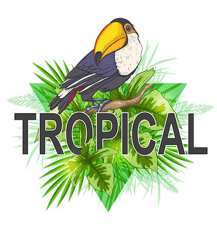 simsearch:400-09048464,k - Green triangle with palm leaves and toucan bird on a white background. Tropical summer background. Stockbilder - Microstock & Abonnement, Bildnummer: 400-08967729