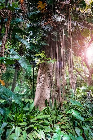 simsearch:6119-08170237,k - trees and lianas in the rainforest. Jungle background Foto de stock - Super Valor sin royalties y Suscripción, Código: 400-08968019