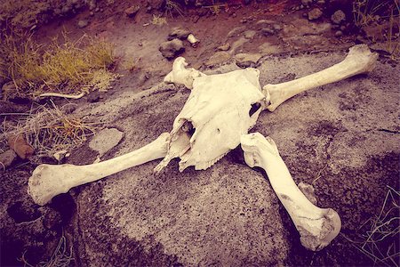 simsearch:400-07210494,k - Horse skull and bones on easter island Stock Photo - Budget Royalty-Free & Subscription, Code: 400-08968055