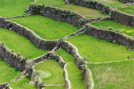 Batad rice field terraces in Ifugao province, Banaue, Philippines Stock Photo - Budget Royalty-Free & Subscription, Code: 400-08968111