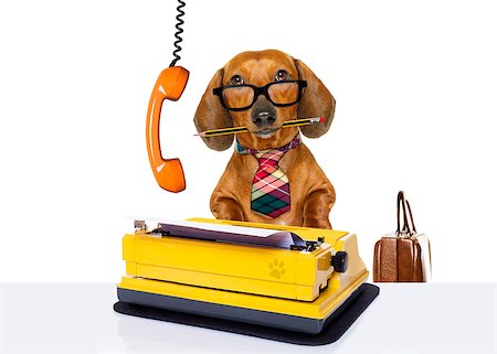 simsearch:400-08413217,k - office worker businessman dachshund sausage  dog  as  boss and chef , with suitcase  and typewriter  listening on the phone or telephone  , isolated on white background Stock Photo - Budget Royalty-Free & Subscription, Code: 400-08960124