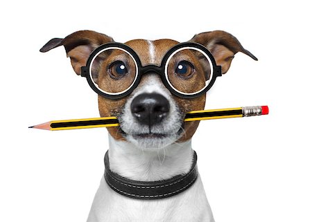 simsearch:400-08413217,k - jack russell dog with pencil or pen in mouth  wearing nerd glasses for work as a boss or secretary , isolated on white background Stock Photo - Budget Royalty-Free & Subscription, Code: 400-08960122