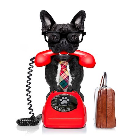 french bulldog office - french bulldog dog with glasses as secretary or operator with  old  dial telephone or retro classic phone, isolated on white background Stock Photo - Budget Royalty-Free & Subscription, Code: 400-08960123