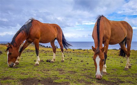 simsearch:400-09223812,k - Horses on easter island cliffs, pacific ocean, Chile Stock Photo - Budget Royalty-Free & Subscription, Code: 400-08961817