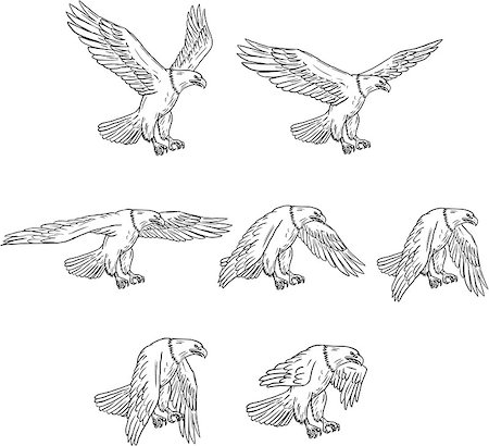 simsearch:400-08864013,k - Collection set of illustrations of bald eagle flying with wings flapping viewed in different movements done in drawing sketch style. Stock Photo - Budget Royalty-Free & Subscription, Code: 400-08963003