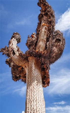 simsearch:400-08964875,k - dry giant cactus detail in the Tilcara quebrada, Argentina Foto de stock - Super Valor sin royalties y Suscripción, Código: 400-08963327