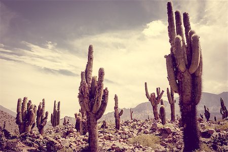 simsearch:400-08964875,k - Giant cactus in the Tilcara quebrada moutains, Argentina Foto de stock - Super Valor sin royalties y Suscripción, Código: 400-08963328