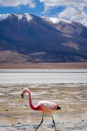 simsearch:862-03289455,k - Pink flamingos in laguna Honda, sud Lipez altiplano reserva Eduardo Avaroa, Bolivia Stock Photo - Budget Royalty-Free & Subscription, Code: 400-08963334