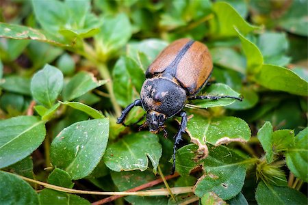 dung beetles feces - Scarab walking on a stone. Close-up view Stock Photo - Budget Royalty-Free & Subscription, Code: 400-08963330