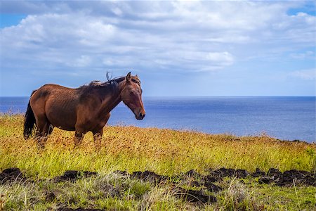 simsearch:400-09223812,k - Horse on easter island cliffs, pacific ocean, Chile Stock Photo - Budget Royalty-Free & Subscription, Code: 400-08963352