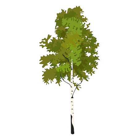 Tree birch in springtime clip art, vector Photographie de stock - Aubaine LD & Abonnement, Code: 400-08975483
