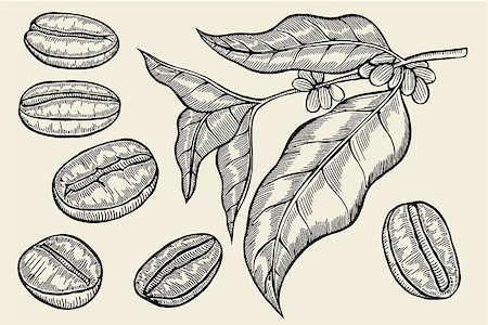 frescomovie (artist) - Coffee branch. Plant with leaf, berry, fruit, seed. Natural caffeine drink. Vector vintage drawn engraving illustration on beige background for shop Stock Photo - Budget Royalty-Free & Subscription, Code: 400-08976944