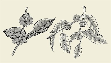 frescomovie (artist) - Coffee branch. Plant with leaf, berry, fruit, seed. Natural caffeine drink. Vector vintage drawn engraving illustration on beige background for shop Stock Photo - Budget Royalty-Free & Subscription, Code: 400-08976945