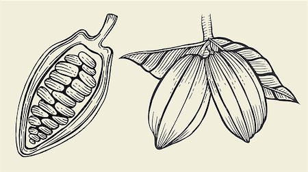 frescomovie (artist) - Cacao tree, leaves, fruit and branch old vintage engraving, hand drawn vector illustration isolated on background Stock Photo - Budget Royalty-Free & Subscription, Code: 400-08976941