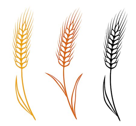 colorful isolated hand drawn wheat ears set Stock Photo - Budget Royalty-Free & Subscription, Code: 400-08978134