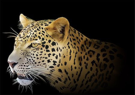 simsearch:400-08977855,k - Leopard on Black Background - Detailed and Realistic Colored Illustration, Vector Photographie de stock - Aubaine LD & Abonnement, Code: 400-08978228