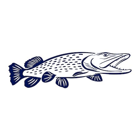 Isolated illustration of big pike fish Vector illustration can be used for creating logo and emblem for fishing clubs, prints, web and other crafts Foto de stock - Super Valor sin royalties y Suscripción, Código: 400-08979265