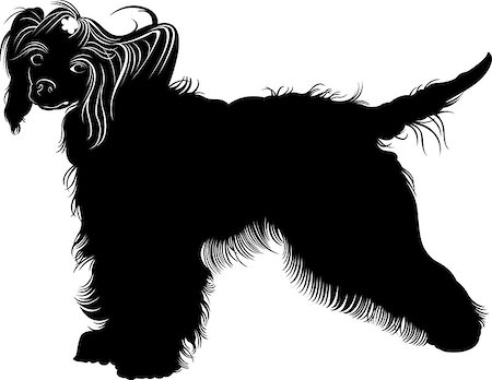 simsearch:400-08651756,k - Chinese Crested dog. dogs. Chinese crested breed,black and white vector picture isolated on white background Fotografie stock - Microstock e Abbonamento, Codice: 400-08979497