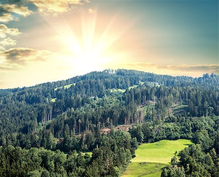 Forest on a hill in the background of a beautiful sunrise or sunset. Beautiful backdrop Foto de stock - Super Valor sin royalties y Suscripción, Código: 400-08979843