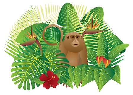 Tropical Rain Forest  Jungle Plants with Leaves Flowers and Monkey Isolated on White Background Color Illustration Stock Photo - Budget Royalty-Free & Subscription, Code: 400-08980100