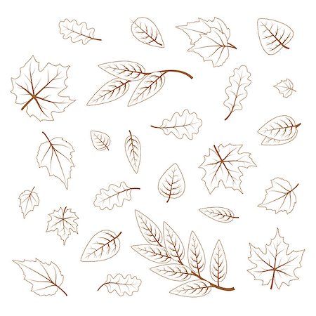 Set of hand drawn cute leaves from different kind of trees isolated on white Stockbilder - Microstock & Abonnement, Bildnummer: 400-08980389