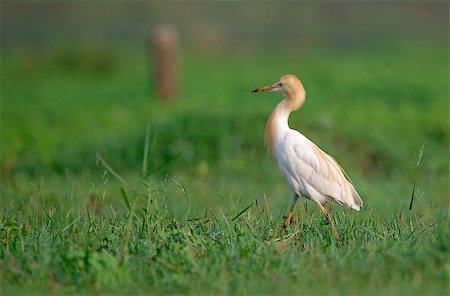 simsearch:400-08980734,k - A Cattle egret walking around in a field looking for food in the morning Photographie de stock - Aubaine LD & Abonnement, Code: 400-08980735