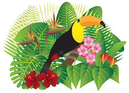 Tropical Rain Forest  Jungle Plants with Leaves Flowers and Toucan Bird Isolated on White Background Color Illustration Stock Photo - Budget Royalty-Free & Subscription, Code: 400-08980791