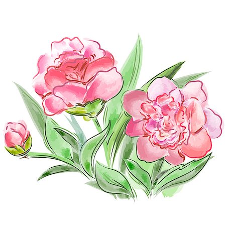 peony art - Vector illustration meadow flowers peonies Stock Photo - Budget Royalty-Free & Subscription, Code: 400-08981107