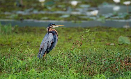 simsearch:400-08980734,k - A purple heron bird looking out to the surroundings before taking off Photographie de stock - Aubaine LD & Abonnement, Code: 400-08982184