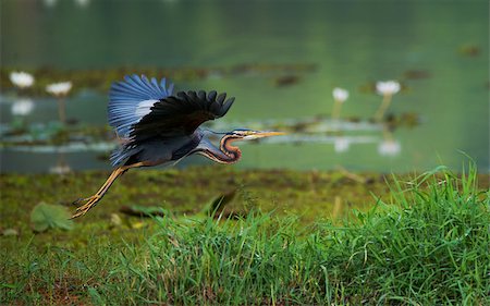 simsearch:400-08980734,k - A purple heron bird flying around the wetland habitat looking for food Photographie de stock - Aubaine LD & Abonnement, Code: 400-08982185