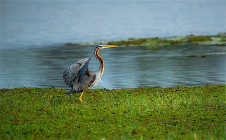 simsearch:400-08980734,k - A puple heron opening his wings and about to take off Photographie de stock - Aubaine LD & Abonnement, Code: 400-08982186