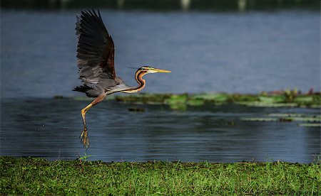 simsearch:400-08980734,k - A Purple heron about to land on a wetland for food Photographie de stock - Aubaine LD & Abonnement, Code: 400-08982188