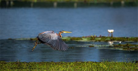 simsearch:400-08980734,k - A Purple Heron just taken off from the wetlands, splashing out water Photographie de stock - Aubaine LD & Abonnement, Code: 400-08982189