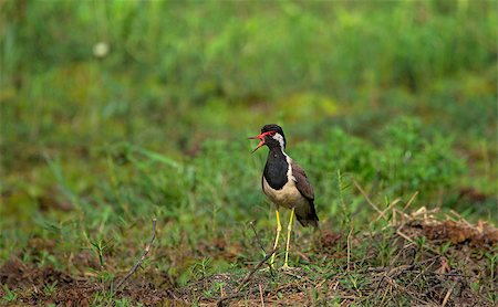 plover - A Red wattled lapwing making that loud noise Stock Photo - Budget Royalty-Free & Subscription, Code: 400-08982183