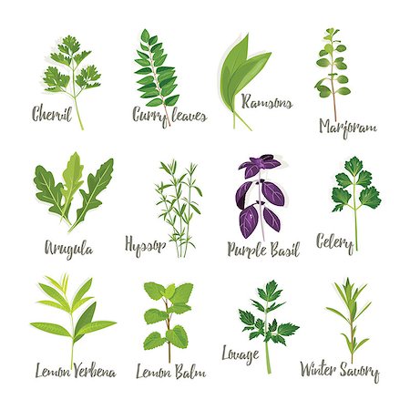 Set of herbs 2  isolated, vector illustration Stock Photo - Budget Royalty-Free & Subscription, Code: 400-08982262