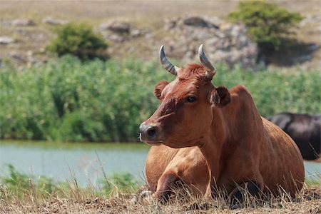 fogen (artist) - Cow close-up lying on the background of the lake with reeds Foto de stock - Super Valor sin royalties y Suscripción, Código: 400-08996861