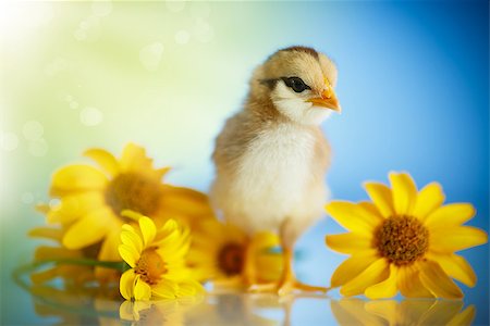 pollito - little chick with daisies on a blue background Foto de stock - Super Valor sin royalties y Suscripción, Código: 400-08996893