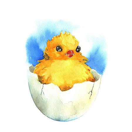 simsearch:824-02888964,k - Chicken in the eggshell. Watercolor illustration on a white background Foto de stock - Royalty-Free Super Valor e Assinatura, Número: 400-08996909