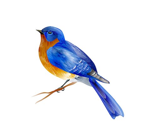 Bird of Spring eastern bluebird vector isolated on white background Stock Photo - Budget Royalty-Free & Subscription, Code: 400-08997057