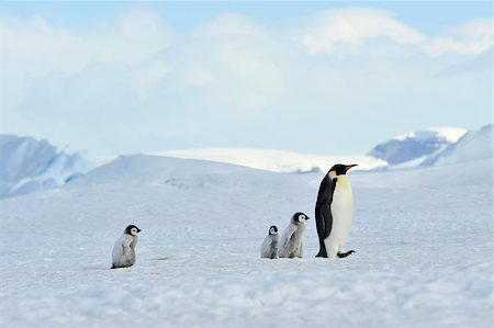 simsearch:400-04128220,k - Emperor Penguins with chick Snow Hill in Antarctica Fotografie stock - Microstock e Abbonamento, Codice: 400-08997076