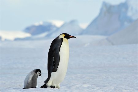 simsearch:862-03437550,k - Emperor Penguins with chick Snow Hill in Antarctica Photographie de stock - Aubaine LD & Abonnement, Code: 400-08997077