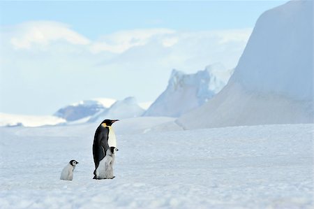 simsearch:862-03437550,k - Emperor Penguins with chick Snow Hill in Antarctica Photographie de stock - Aubaine LD & Abonnement, Code: 400-08997078