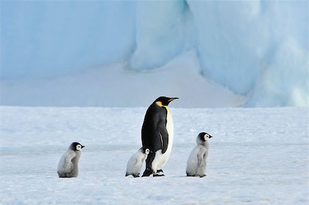simsearch:862-03437550,k - Emperor Penguins with chick Snow Hill in Antarctica Photographie de stock - Aubaine LD & Abonnement, Code: 400-08997079
